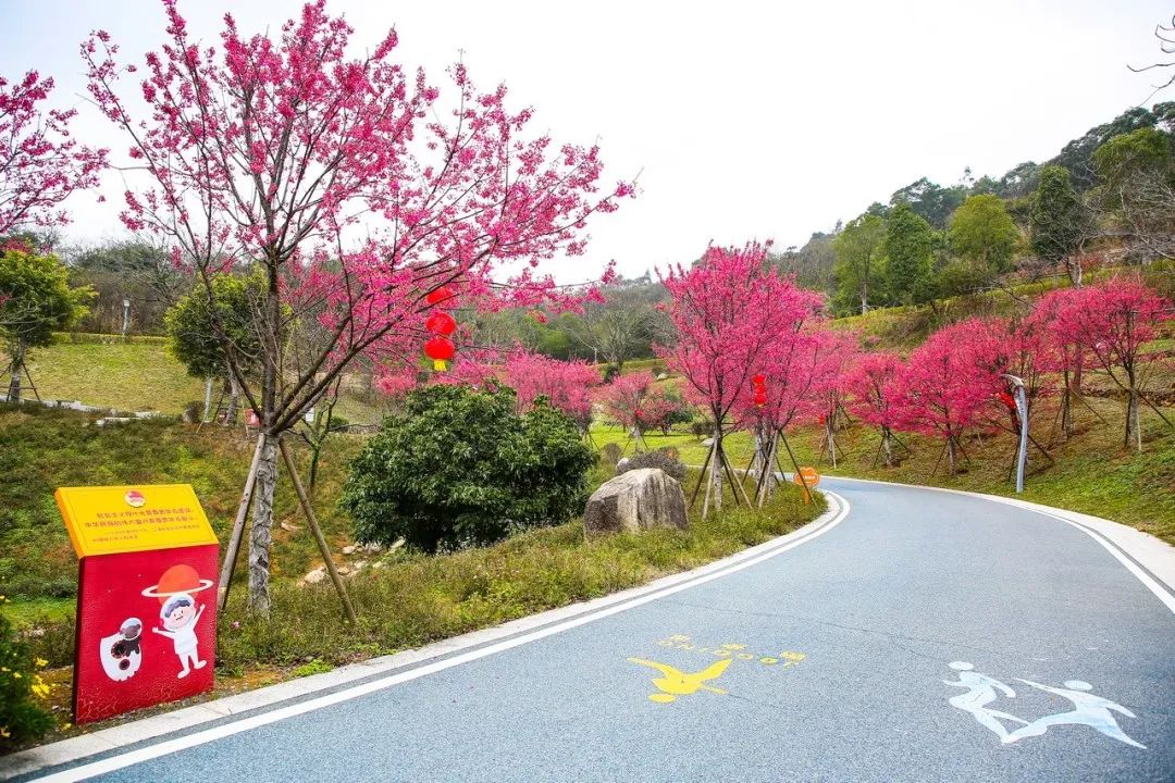 长乐南山又“圈粉”啦！百株山樱花迎风盛放超浪漫