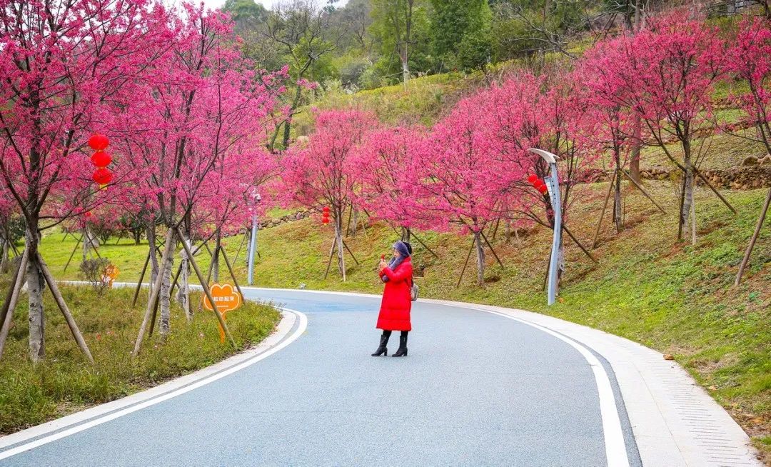 长乐南山又“圈粉”啦！百株山樱花迎风盛放超浪漫