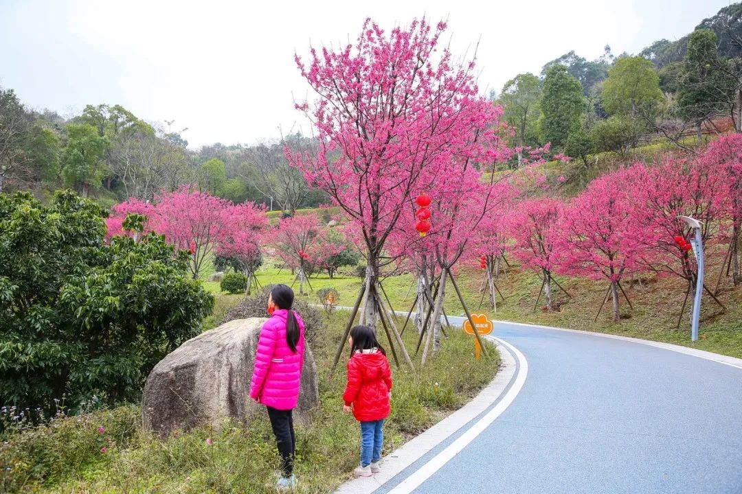 长乐南山又“圈粉”啦！百株山樱花迎风盛放超浪漫