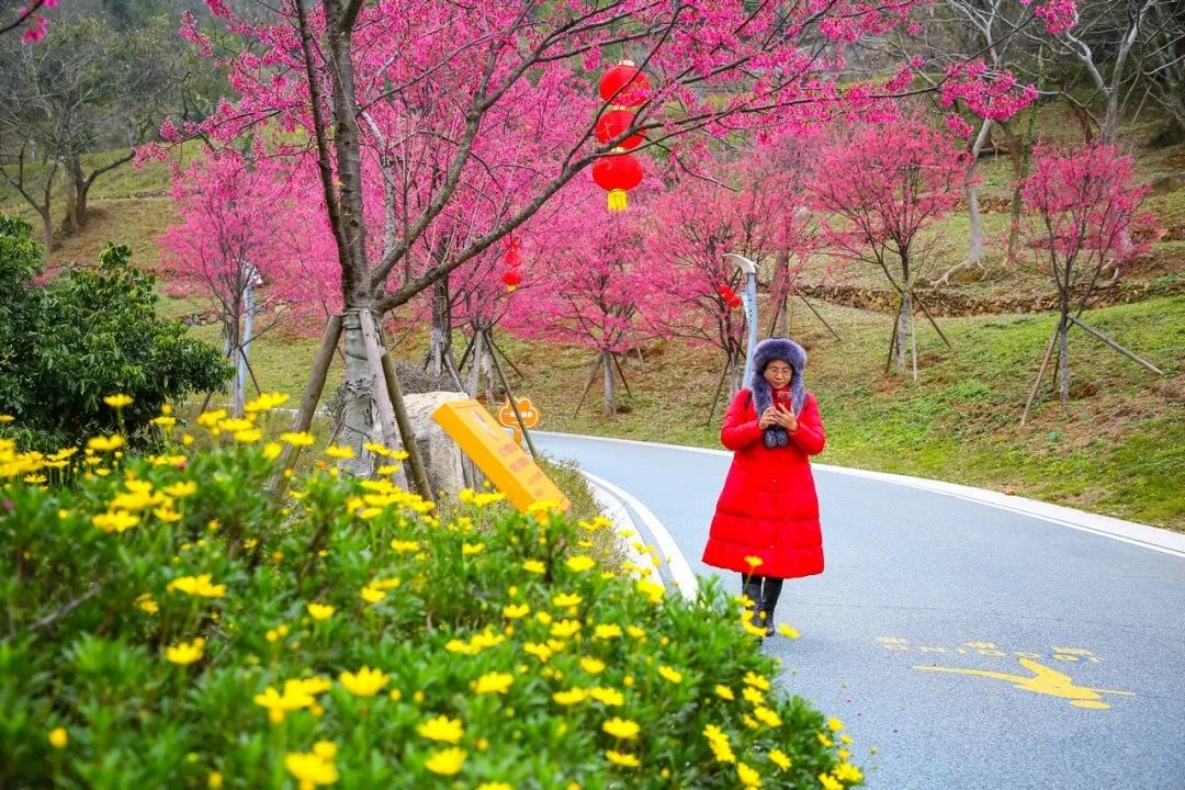 长乐南山又“圈粉”啦！百株山樱花迎风盛放超浪漫