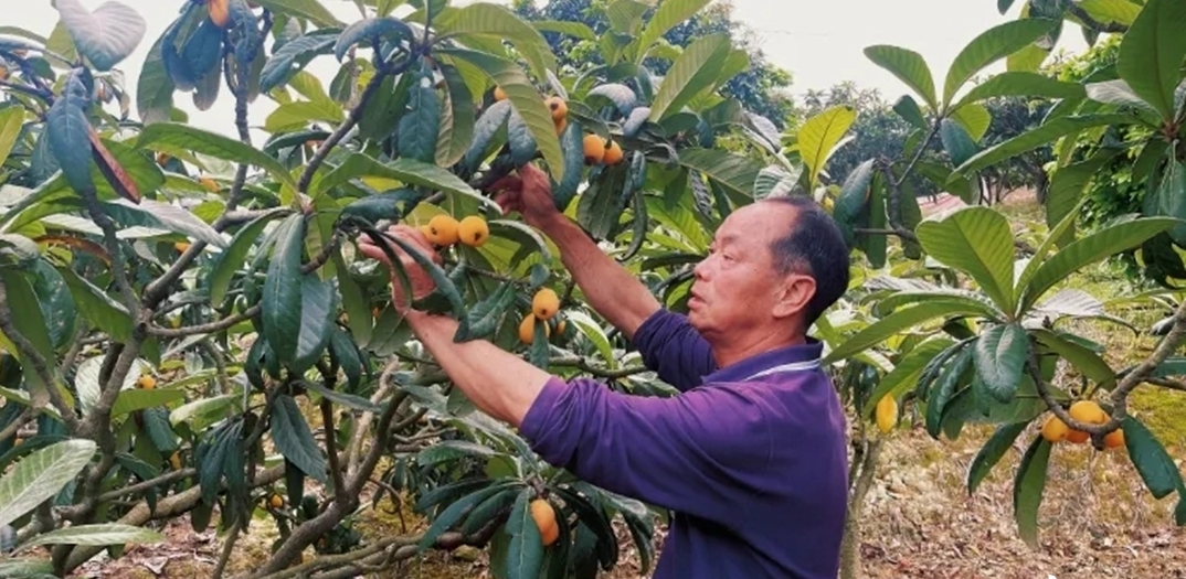  Changle "Loquat Town" Welcomes Harvest